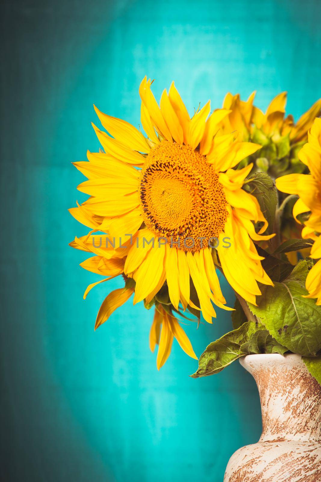 Sunflower in the vase over blue wooden background