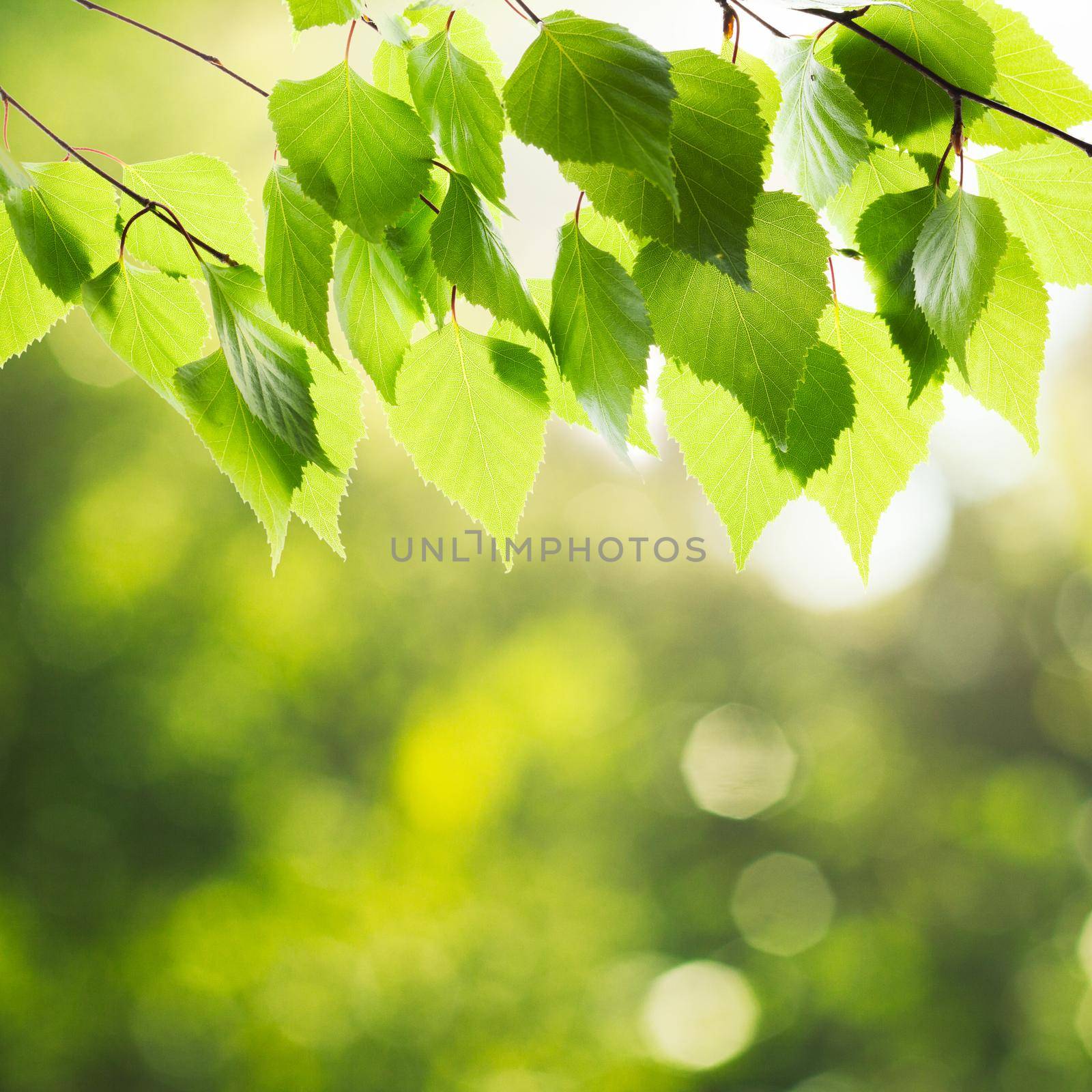 Green birch leaves over defocused nature background and sunlight