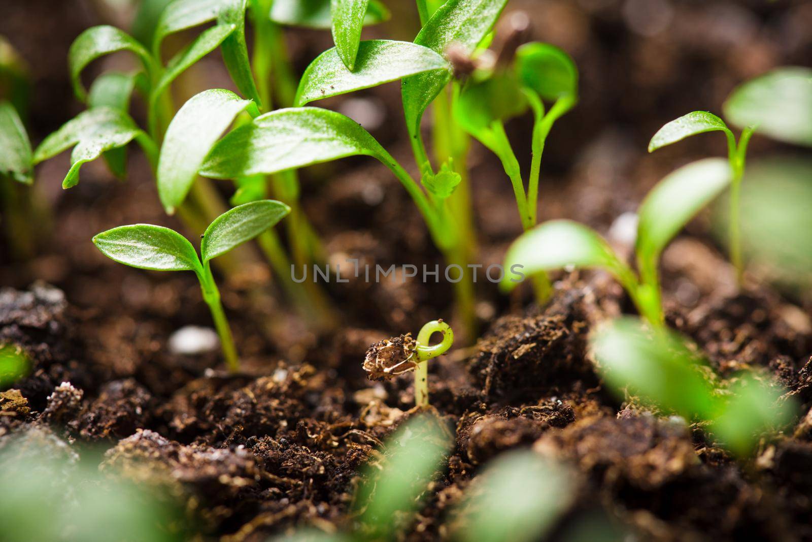 Macro view of sprout growing from seed, spring concept