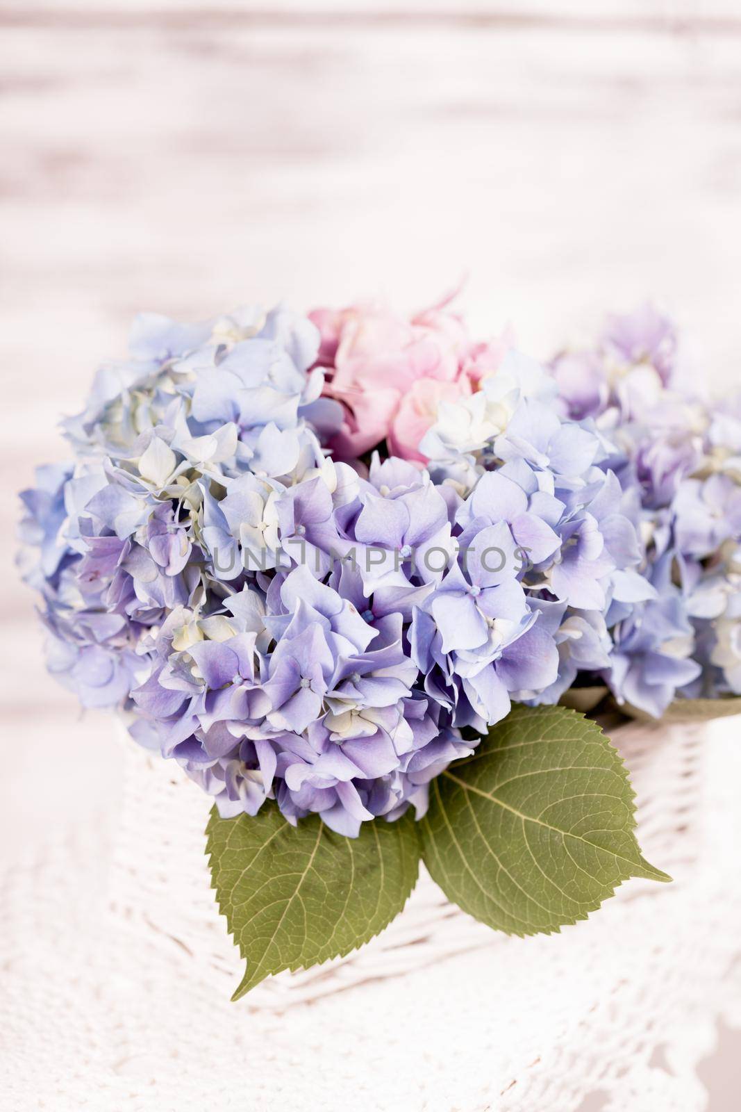 Hydrangea flowers by oksix