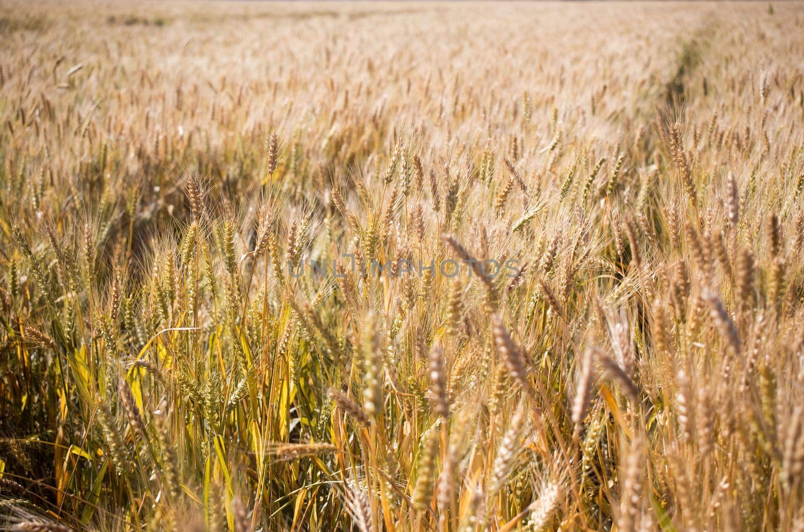 A wheat field, fresh crop of wheat.