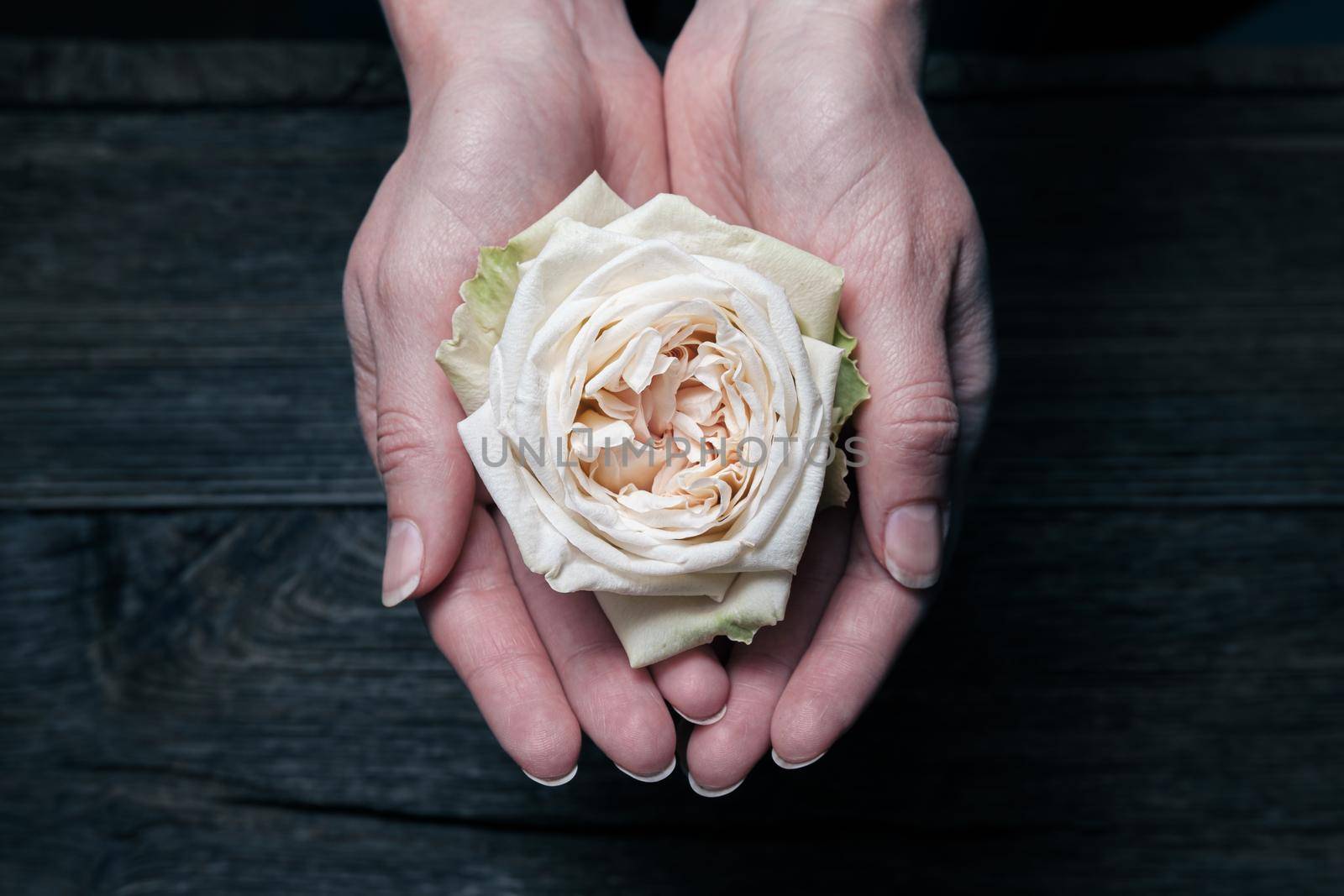 Women's hands hold a white rose bud.