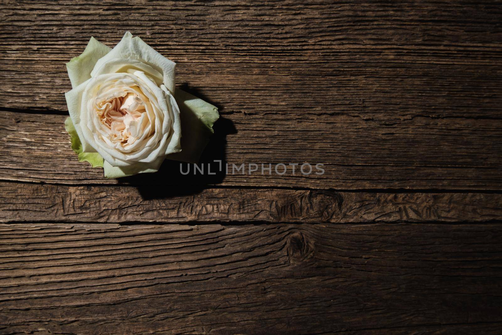 A white rose bud lies on a wooden textured board by vollirikan