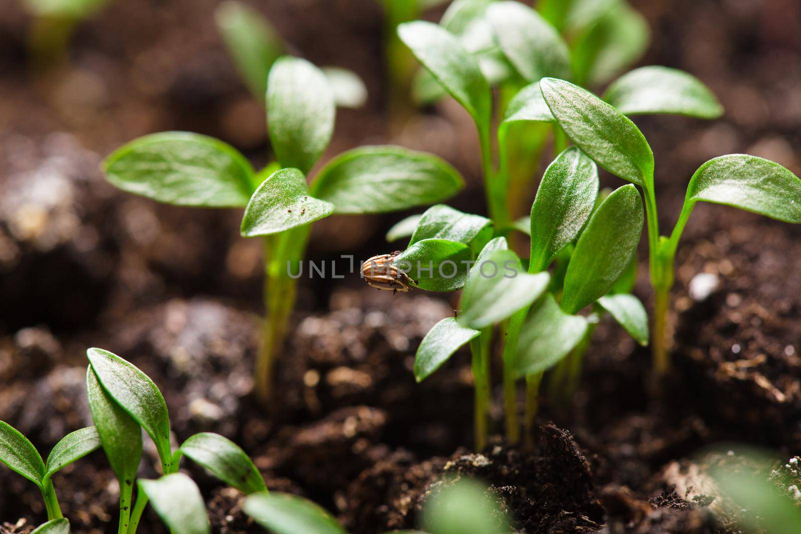 Macro view of sprout growing from seed, spring concept