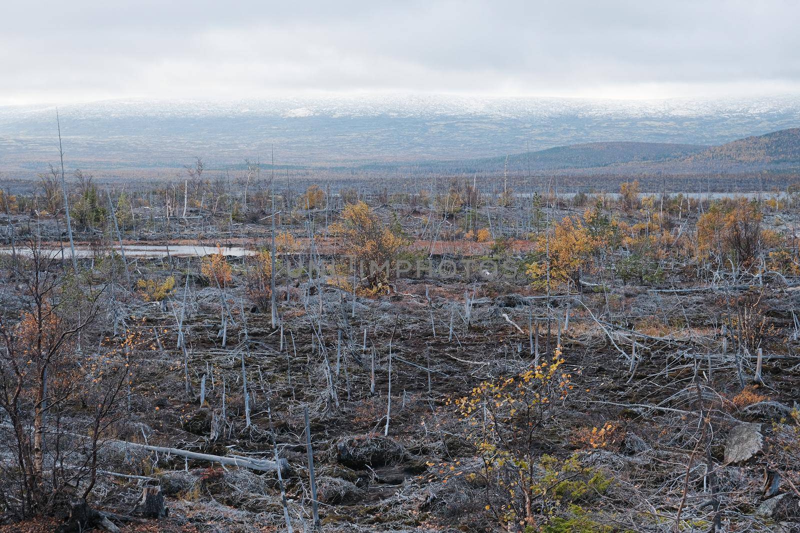 Dead forest near a large industrial enterprise in Monchegorsk by vollirikan