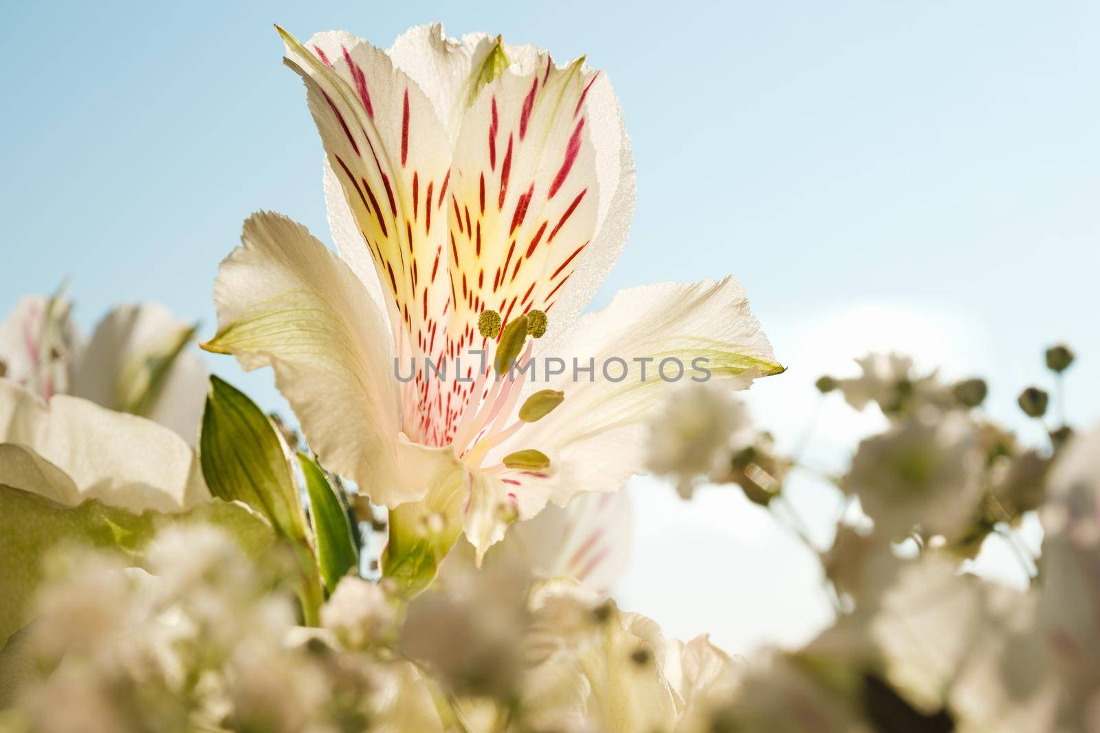 Alstroemeria flower close-up on a light background by vollirikan