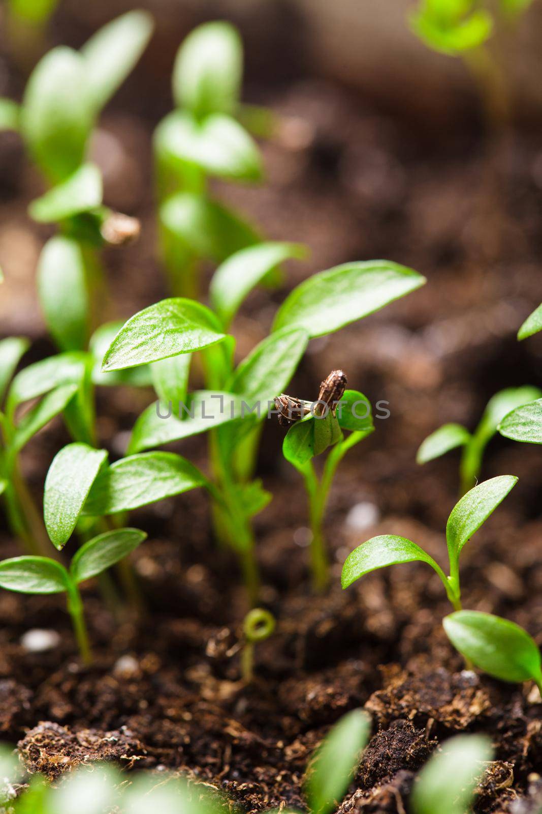 macro seeds growing by oksix