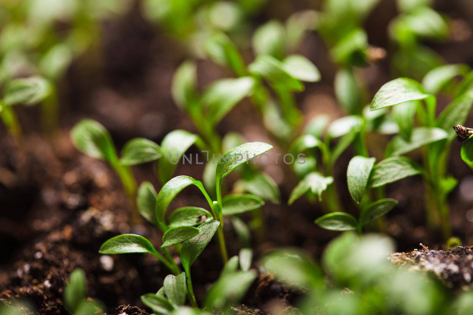 Macro view of sprout growing from seed, spring concept