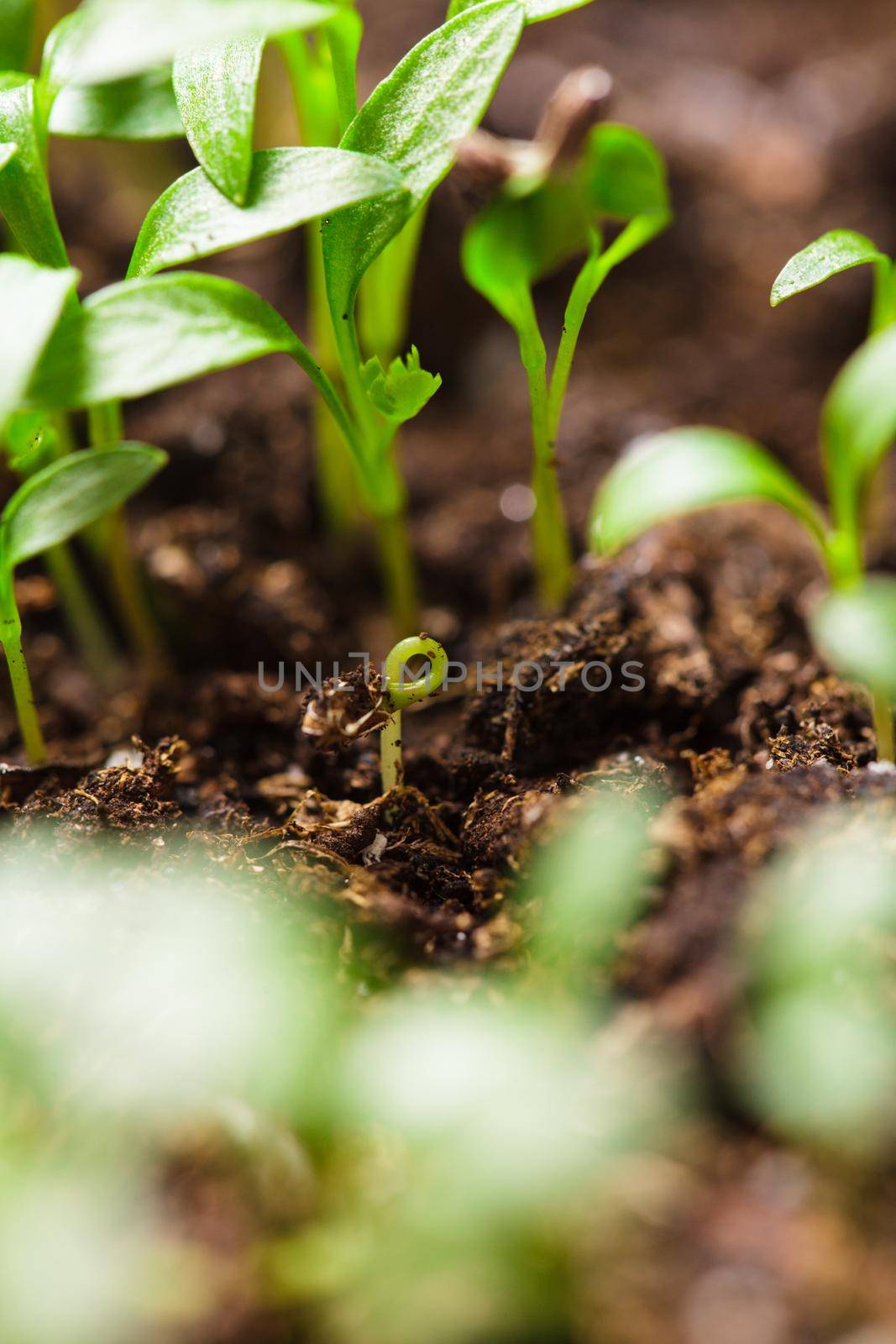 Macro view of sprout growing from seed, spring concept