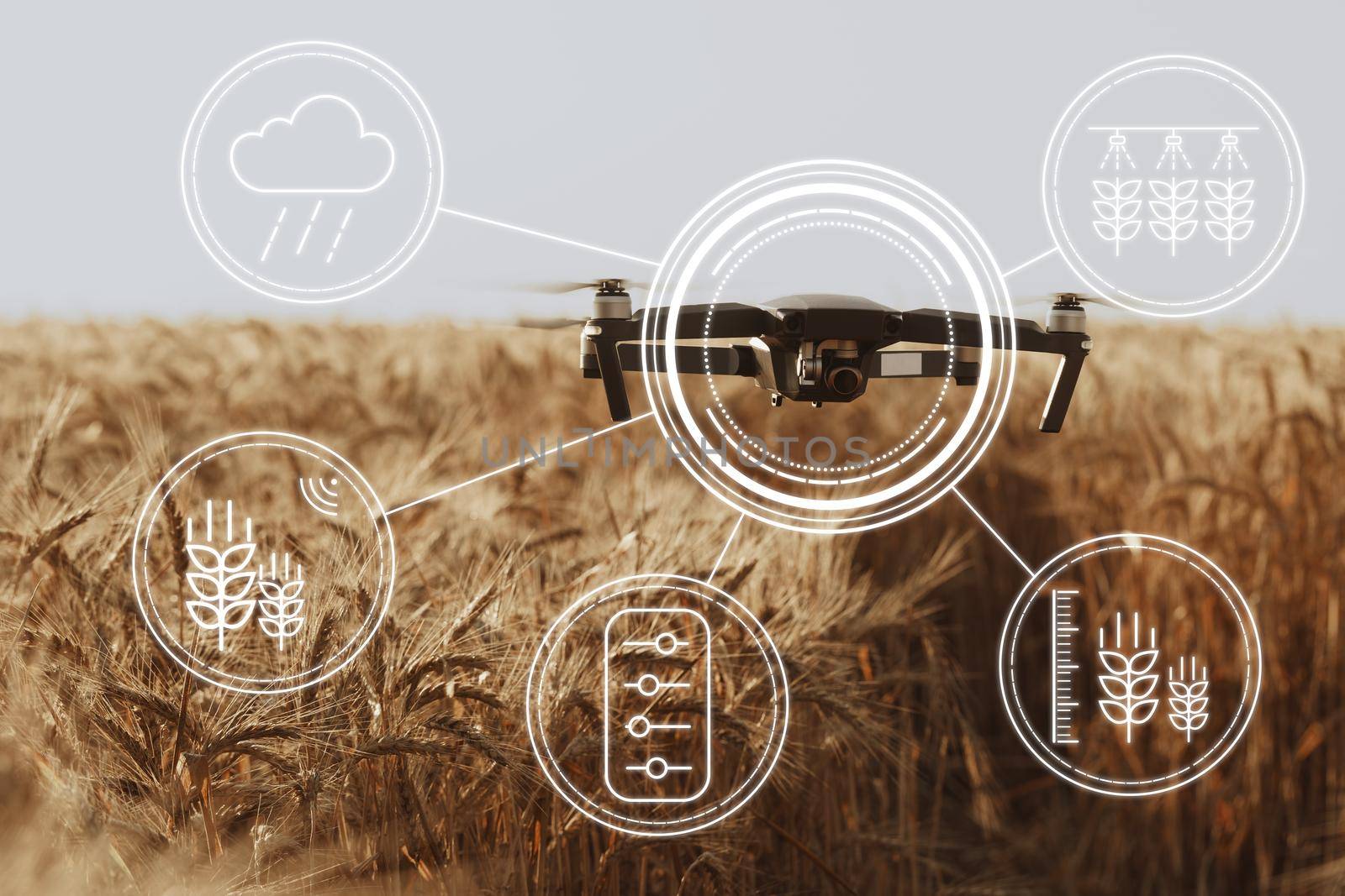 Flying drone above wheat field close up. Agricultural and technology innovations concept