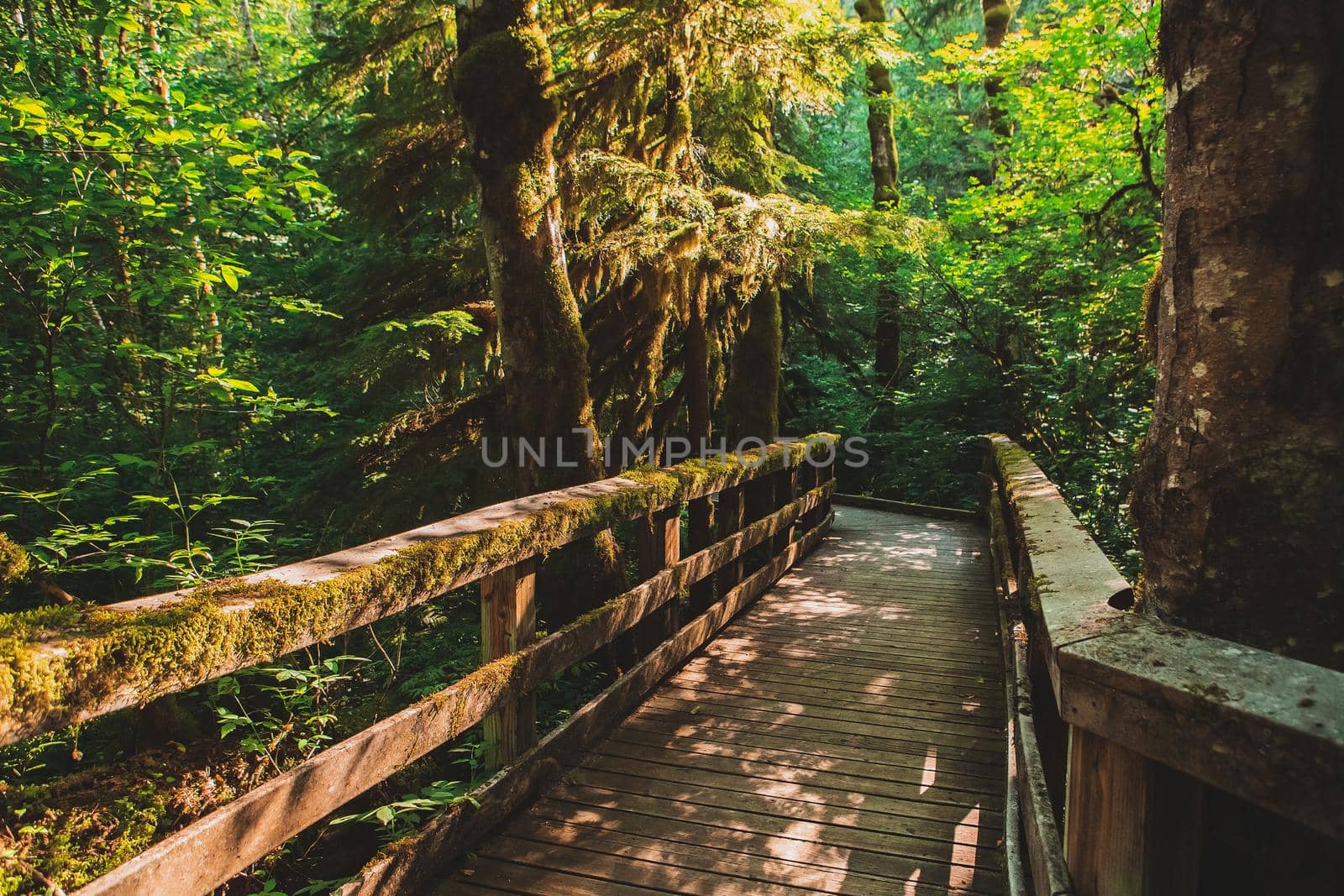 Path through the deep spooky forest. Wooden boardwalk trail through Wildwood Recreation area, Oregon, USA.