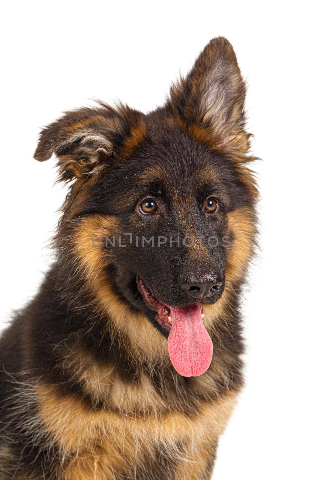 German shepherd puppy isolated on white background. High quality photo