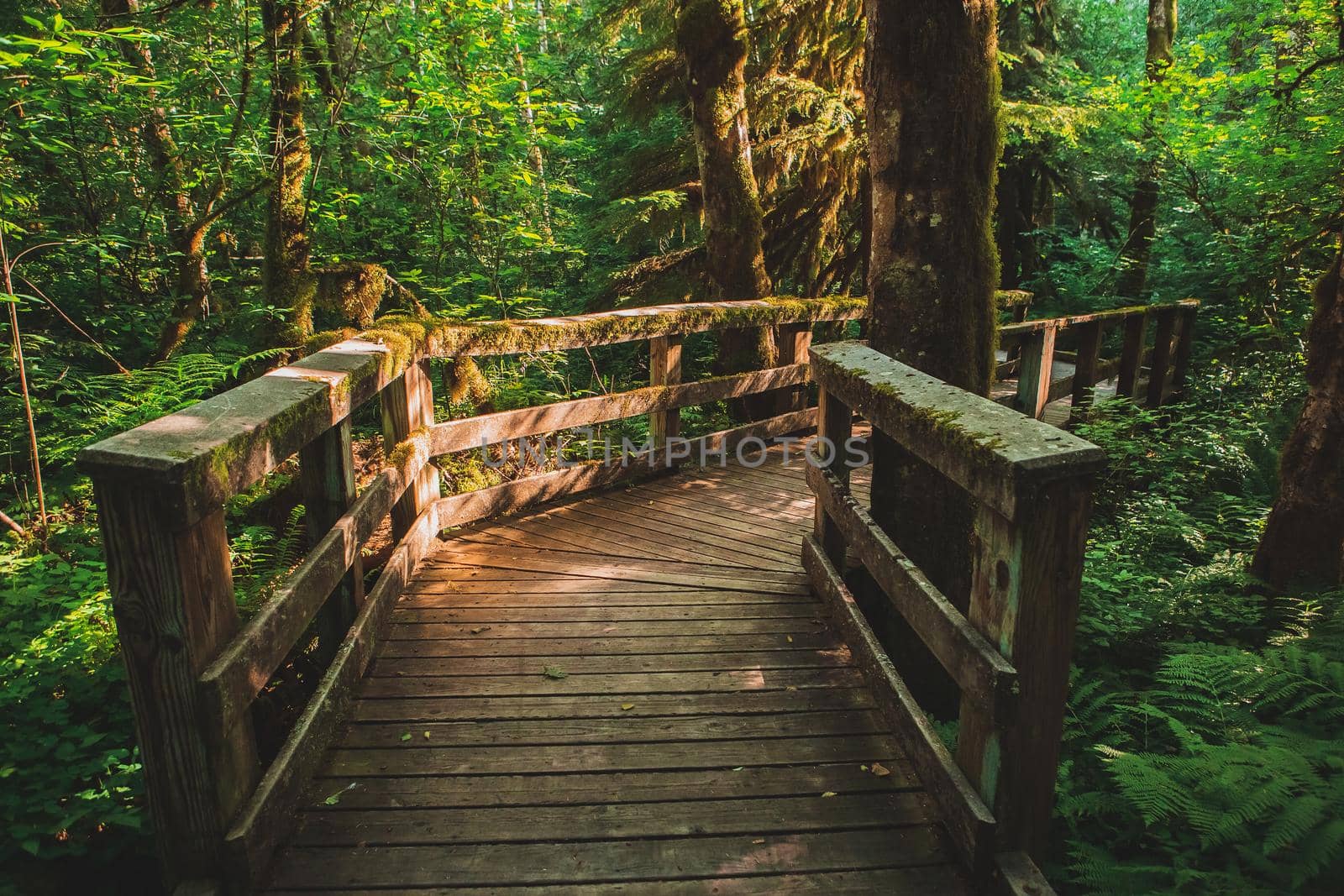 Mystic journey through the fairy tale forest. Wooden boardwalk trail through Wildwood Recreation area, Oregon, USA.