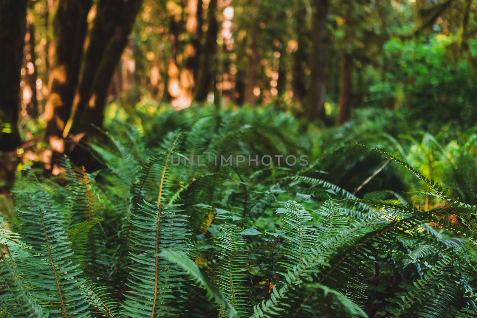 Ferns in the Deep Green Mossy Forest. Green Summer background