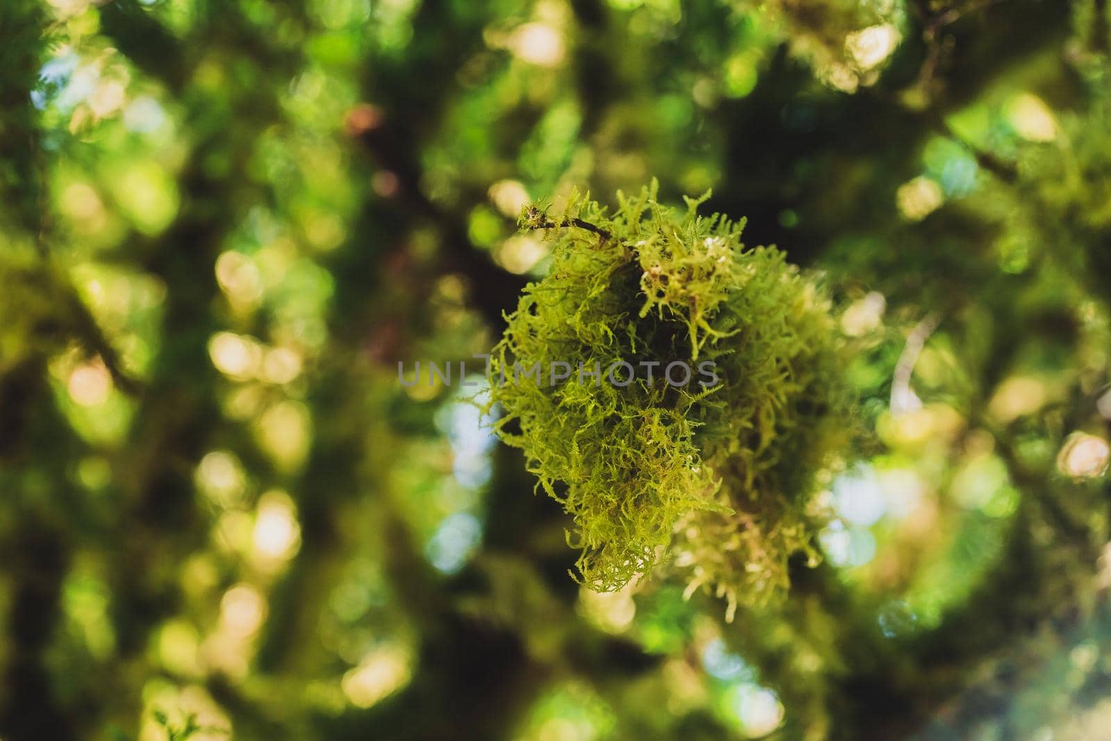 Tree branch covered with moss in rainforest in Oregon