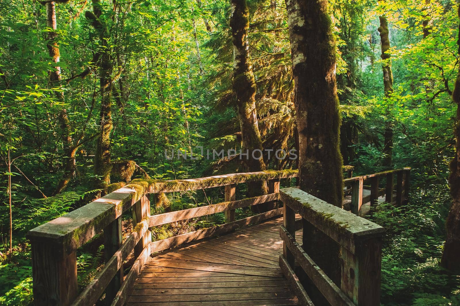 Mysterious path in the magical forest. Wooden boardwalk trail through Wildwood Recreation area, Oregon, USA.