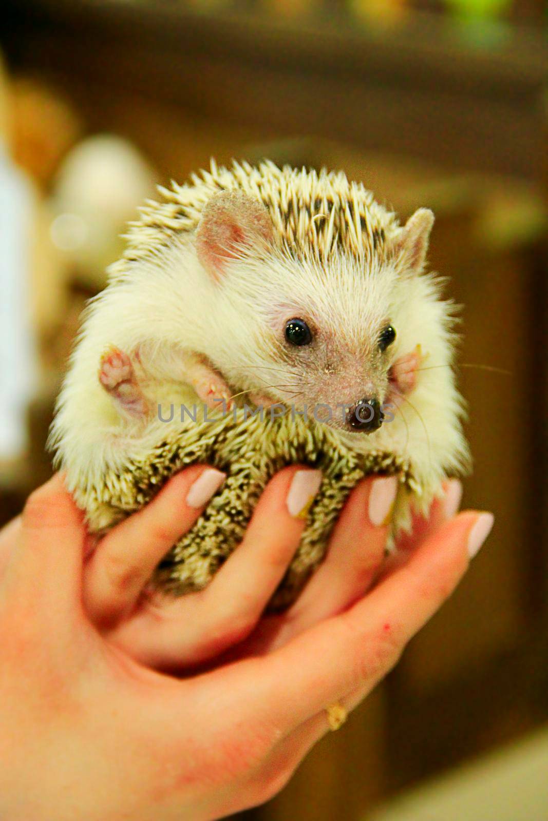 Small hedgehog in hands by alexmak