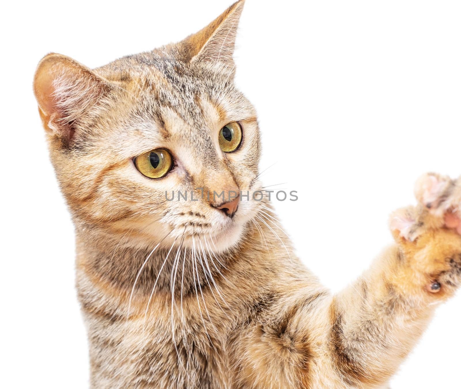 Portrait of playful tabby cat of ginger color catching or asking something with paw.