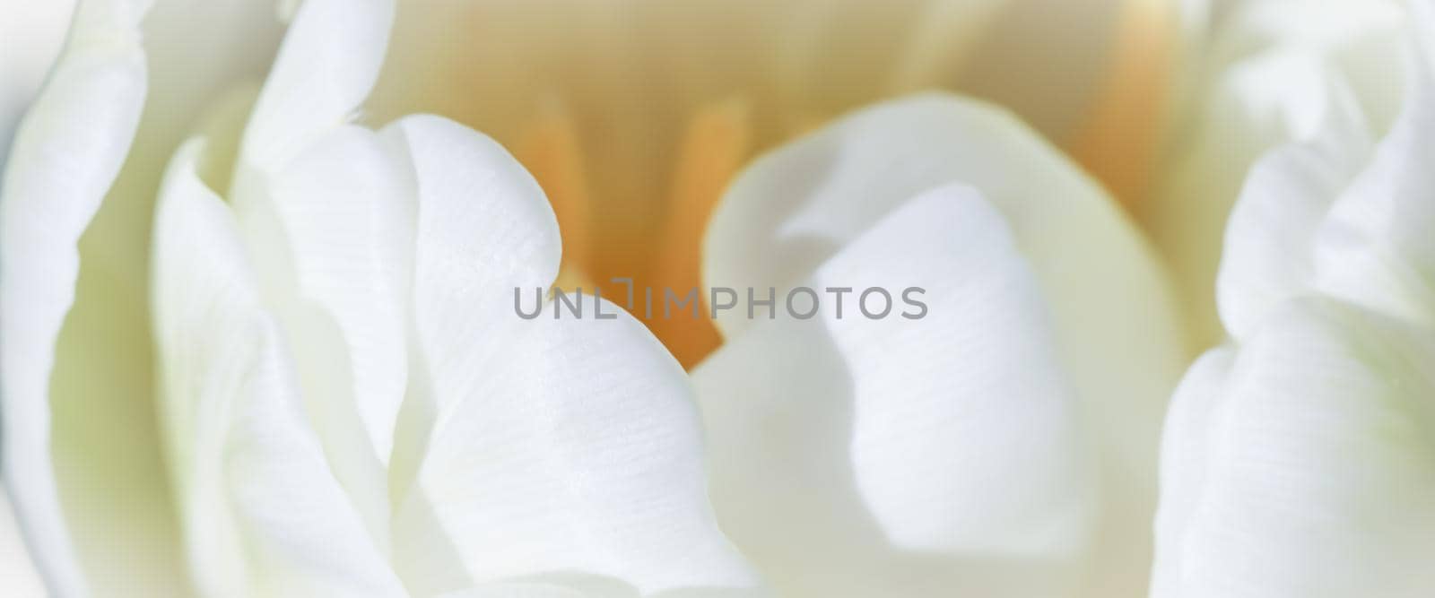 Abstract floral background, white tulip flower. Macro flowers backdrop for holiday brand design by Olayola