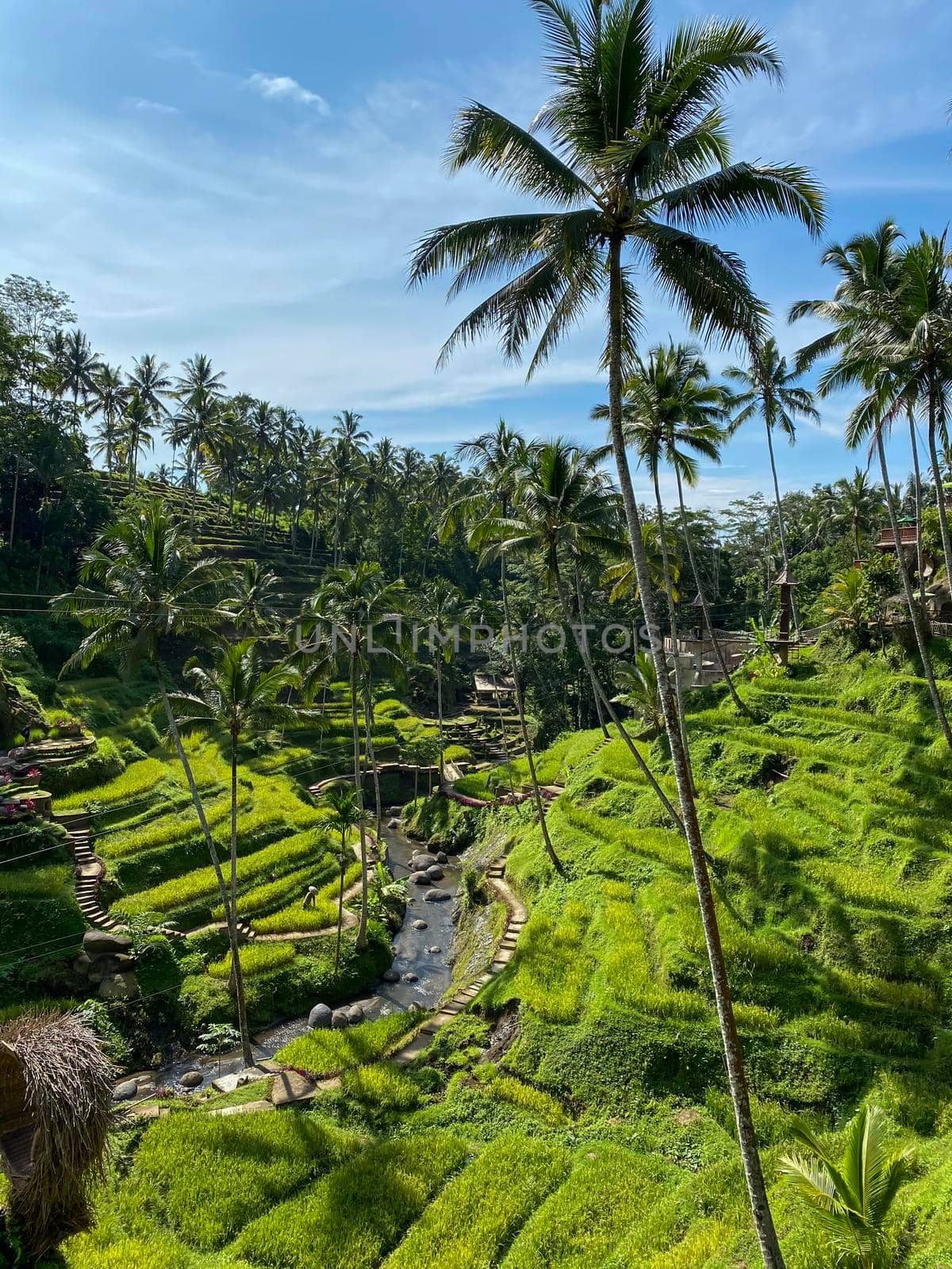Tegallalang Rice Terraces, Bali, Indonesia - stock photo by kaliaevaen