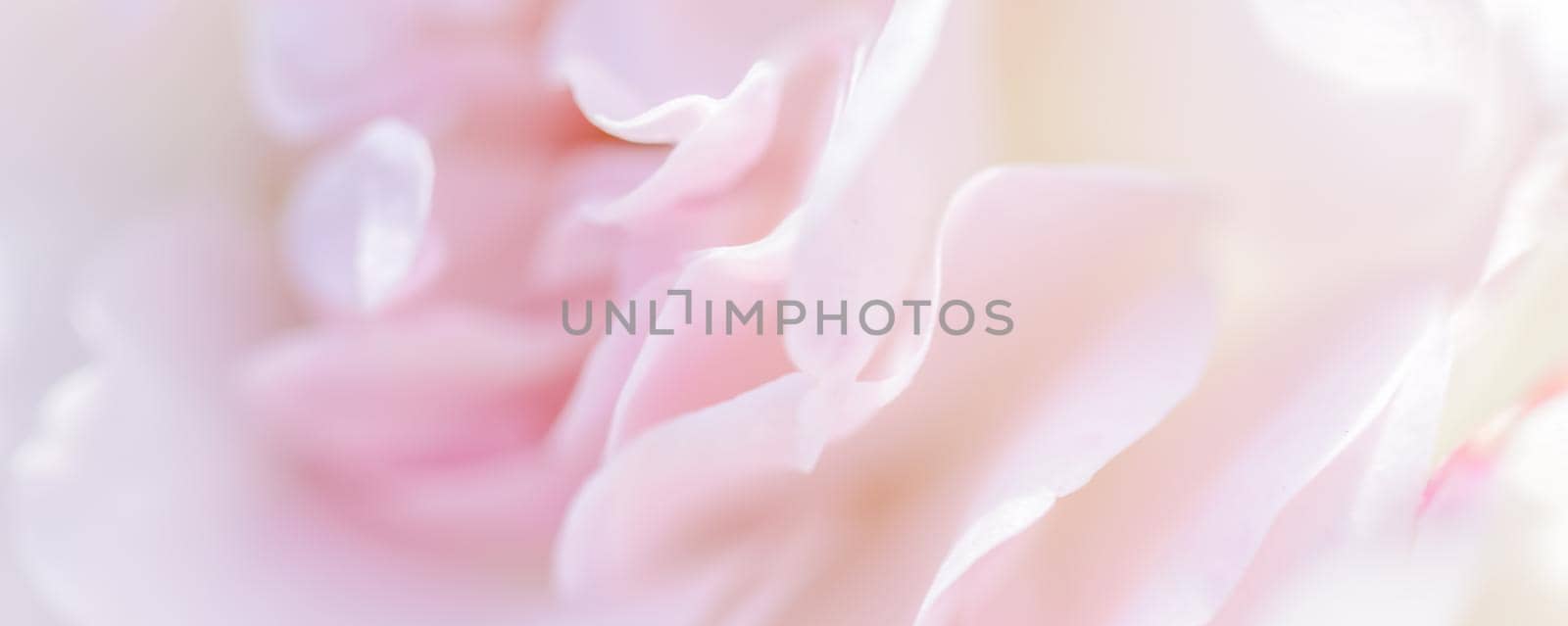 Botanical concept, wedding invitation card - Soft focus, abstract floral background, pale pink rose flower petals. Macro flowers backdrop for holiday brand design