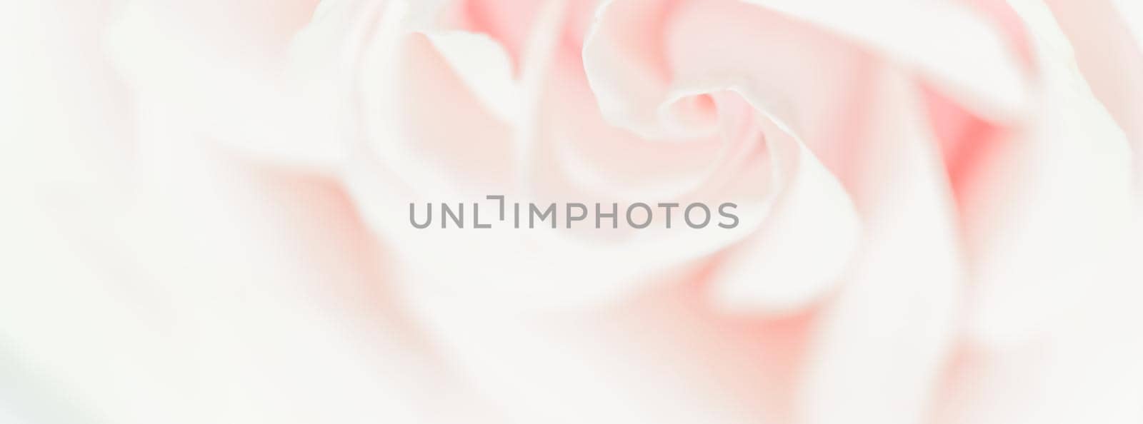 Soft focus, abstract floral background, pink rose flower. Macro flowers backdrop for holiday brand design by Olayola