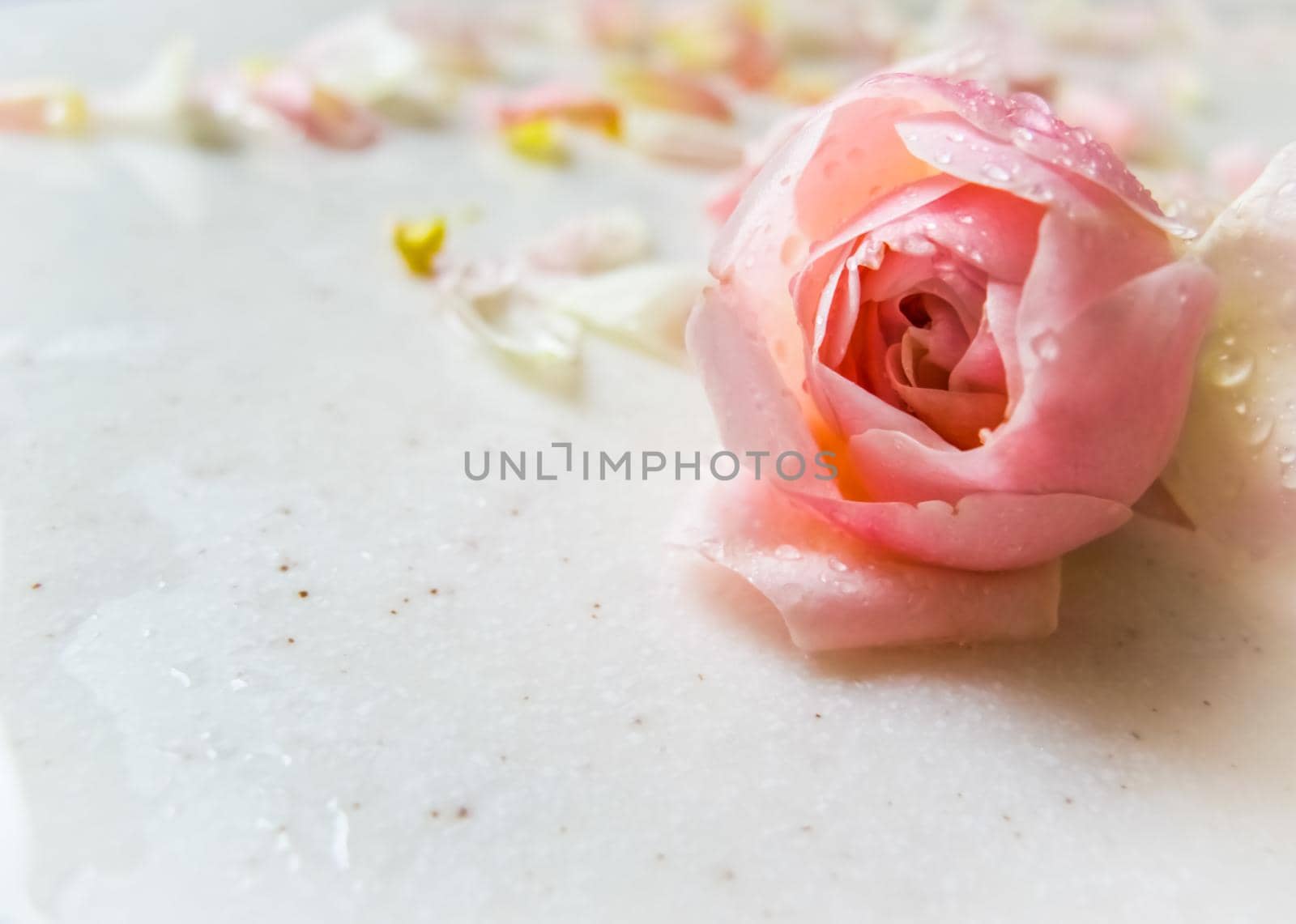 Beautiful pink rose bud and petals with dew drops on marble. Perfect background greeting card for birthday, Valentine's Day, Mother's Day.