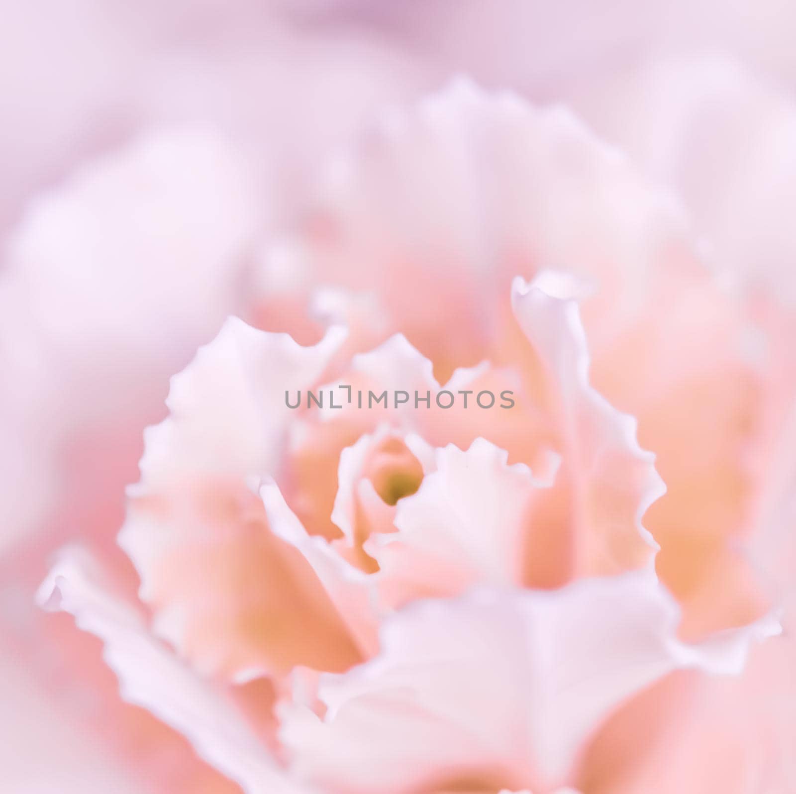 Retro art, vintage card and botanical concept - Abstract floral background, pale pink carnation flower. Macro flowers backdrop for holiday brand design