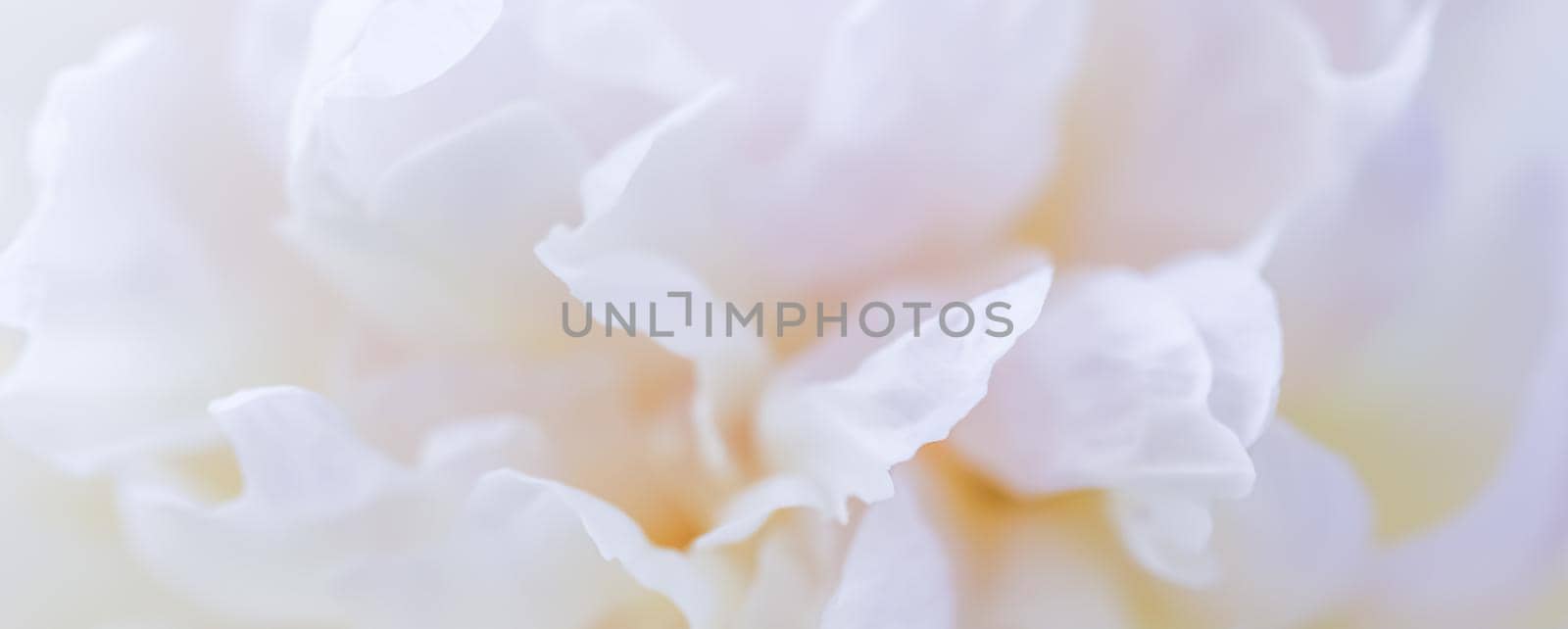 Soft focus, abstract floral background, white peony flower petals. Macro flowers backdrop for holiday brand design by Olayola