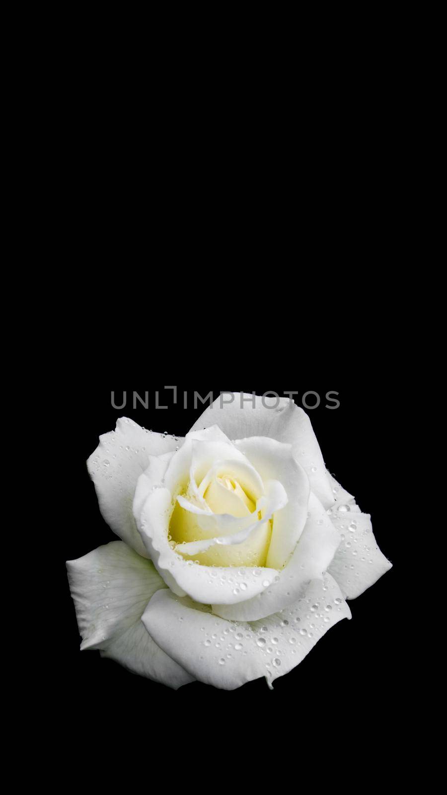 Beautiful white rose with dew drops isolated on black background. Ideal for greeting cards for wedding, birthday, Valentine's Day, Mother's Day