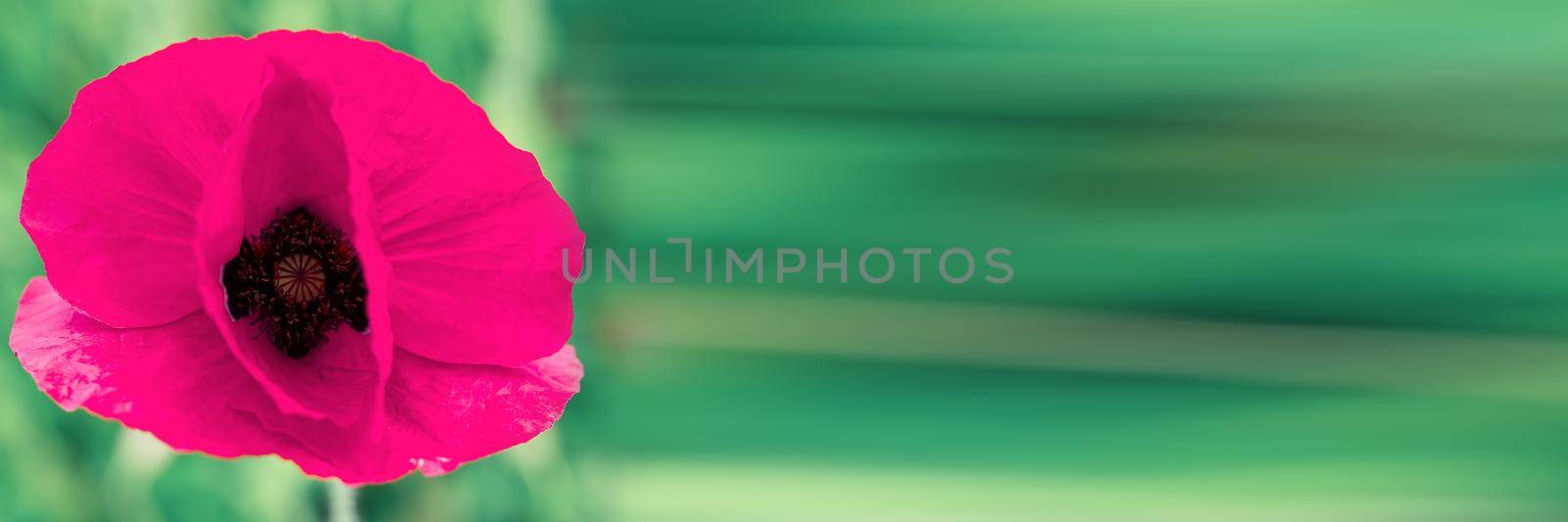 Red poppy flower or Papaver on the meadow, close-up. by PhotoTime