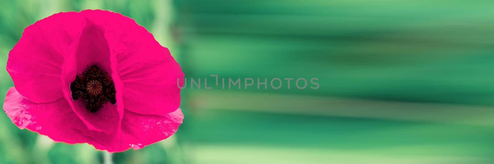 Red poppy flower or Papaver on the meadow, close-up. Macro