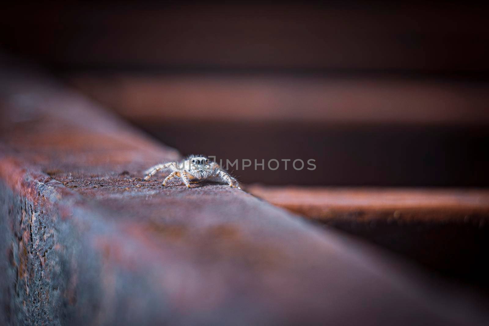 jumping spider. A spider walks on a rusty iron beam. jumping spiders can find in forests home gardens. High quality photo