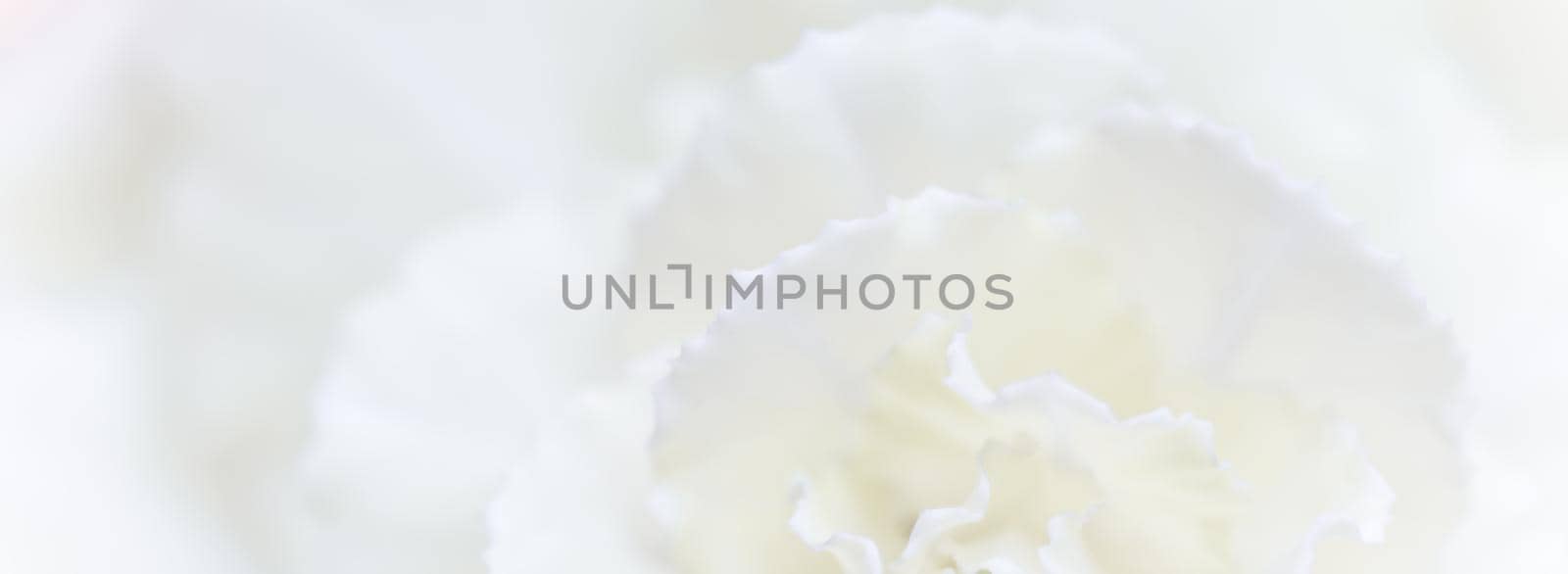 Retro art, vintage card and botanical concept - Abstract floral background, white carnation flower. Macro flowers backdrop for holiday brand design