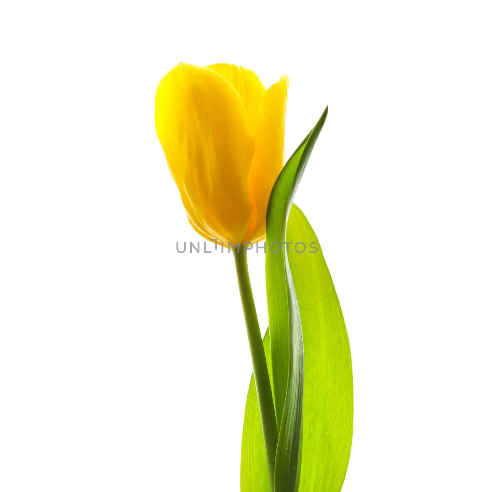 Yellow tulip lit by sunlight isolated on a white background. Perfect for greeting card.
