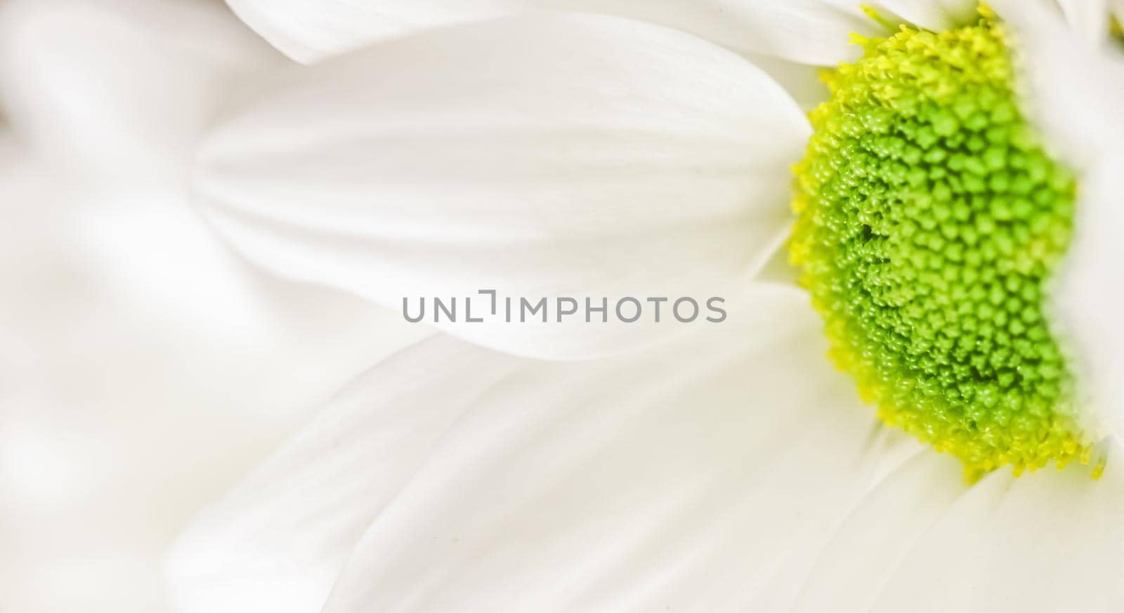 Soft focus, retro art, vintage card and botanical concept - Abstract floral background, white chrysanthemum flower petals. Macro flowers backdrop for holiday brand design