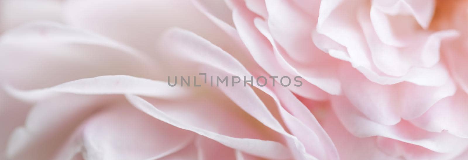 Botanical concept, wedding invitation card - Soft focus, abstract floral background, pale pink rose petals. Macro flower backdrop for holiday brand design
