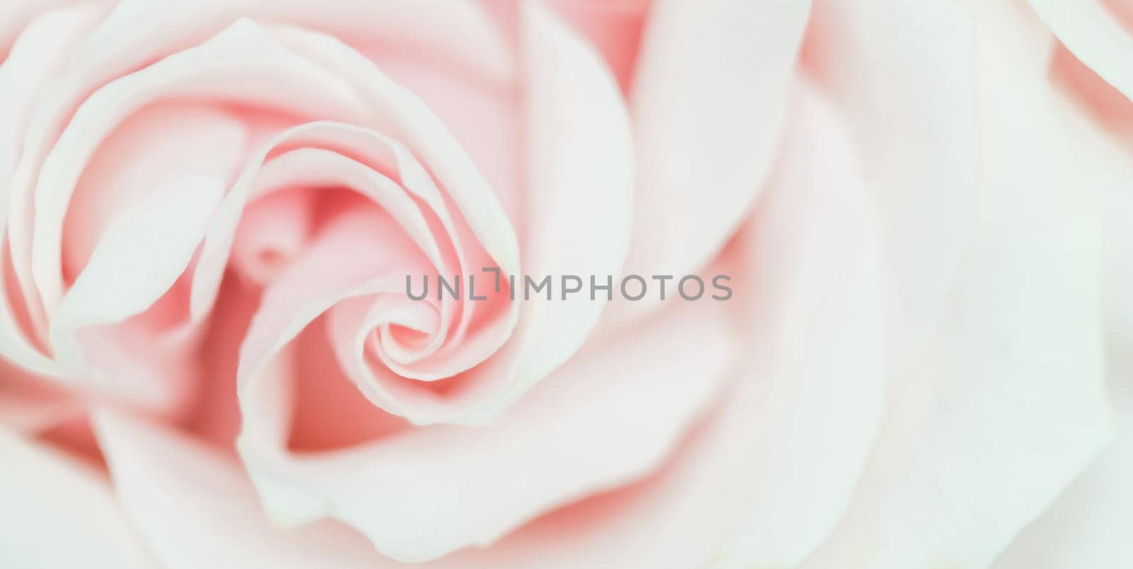 Botanical concept, wedding invitation card - Soft focus, abstract floral background, pink rose flower. Macro flowers backdrop for holiday brand design