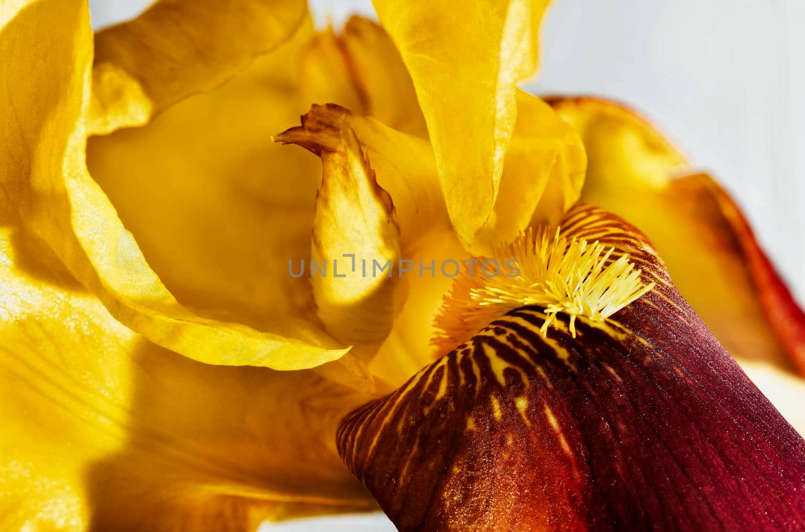 Beautiful yellow iris flower against white background