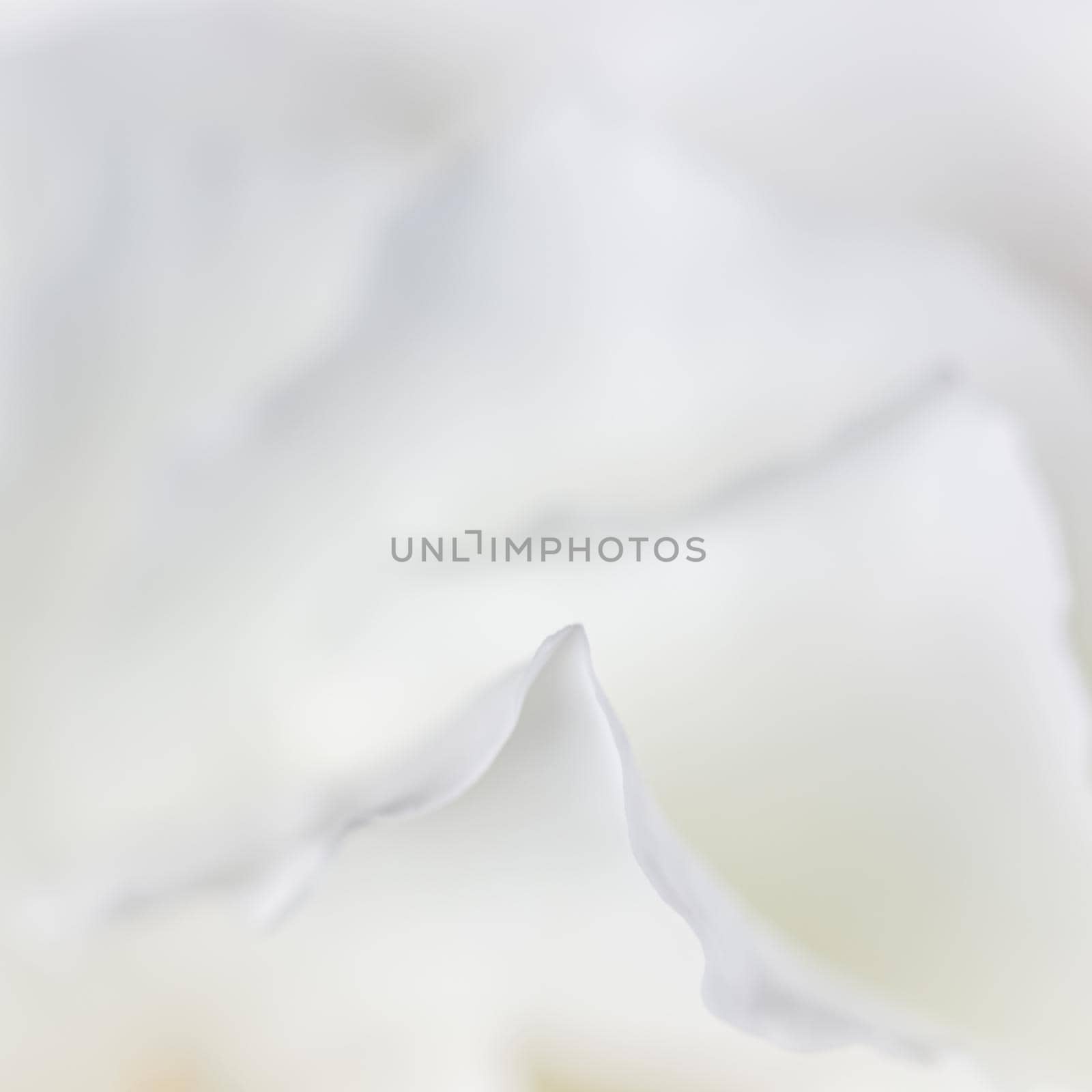 Abstract floral background, white rose flower petals. Macro flowers backdrop for holiday design. Soft focus.