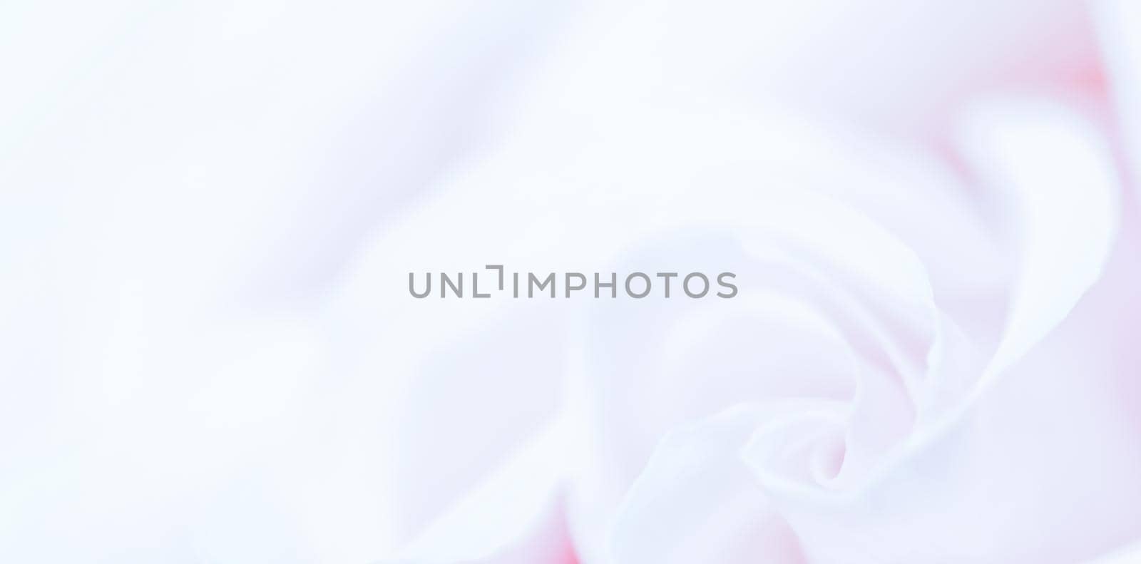 Botanical concept, wedding invitation card - Soft focus, abstract floral background, purple rose flower. Macro flowers backdrop for holiday brand design