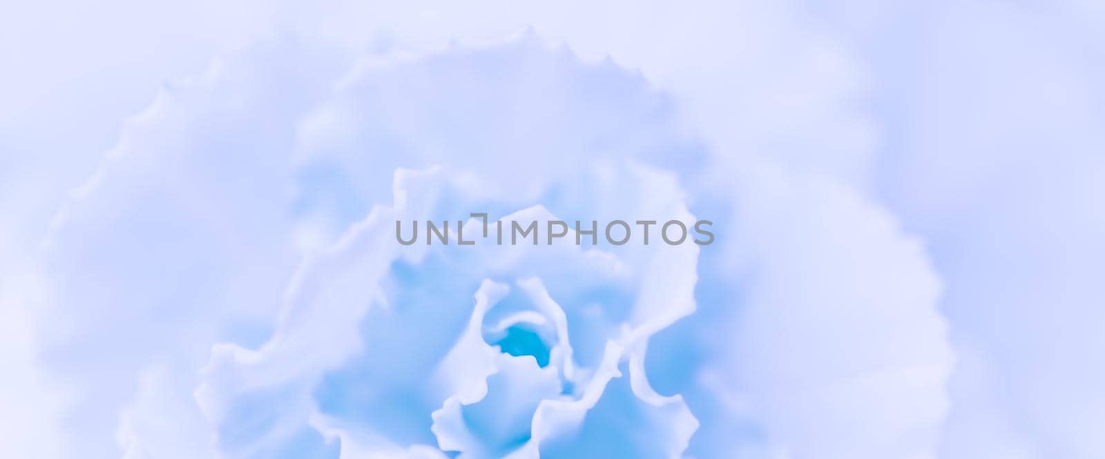 Abstract floral background, pale blue carnation flower. Macro flowers backdrop for holiday brand design by Olayola