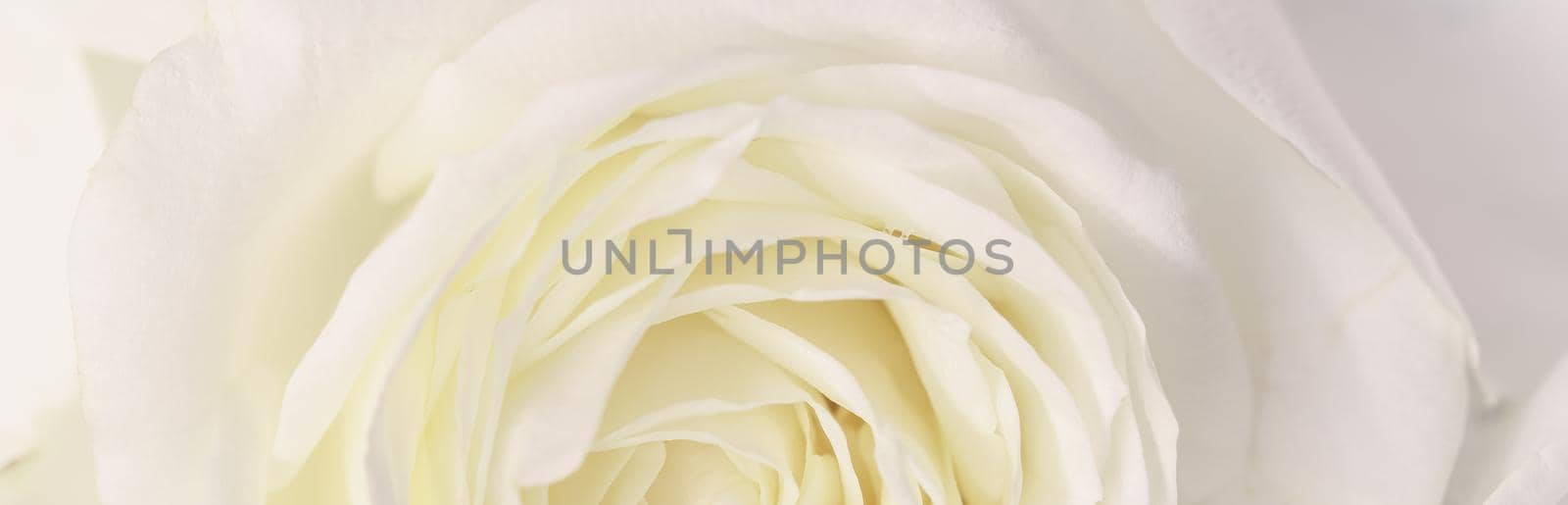 Soft focus, abstract floral background, white rose flower. Macro flowers backdrop for holiday brand design by Olayola