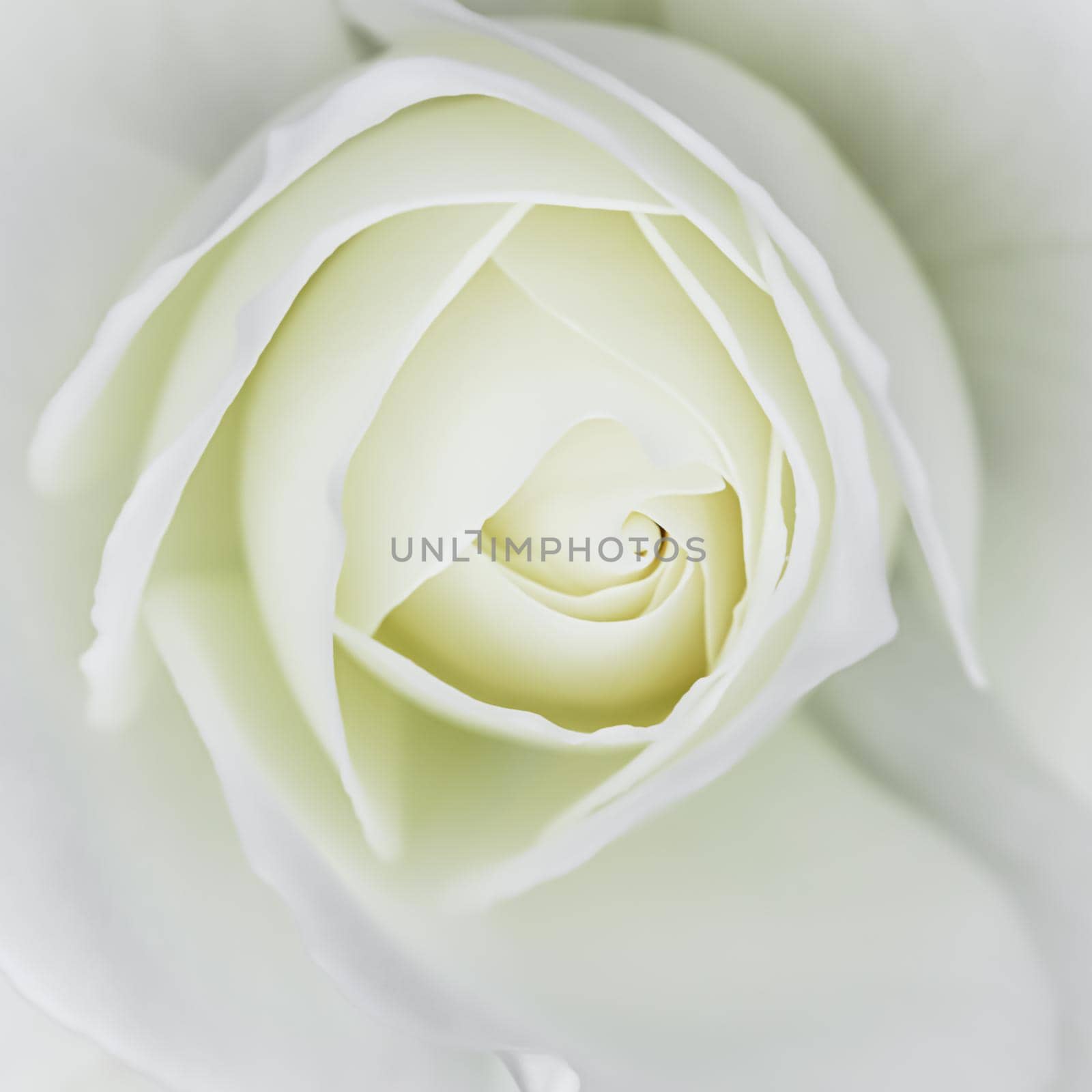 Abstract floral background, white rose flower petals. Macro flowers backdrop for holiday design. Soft focus by Olayola