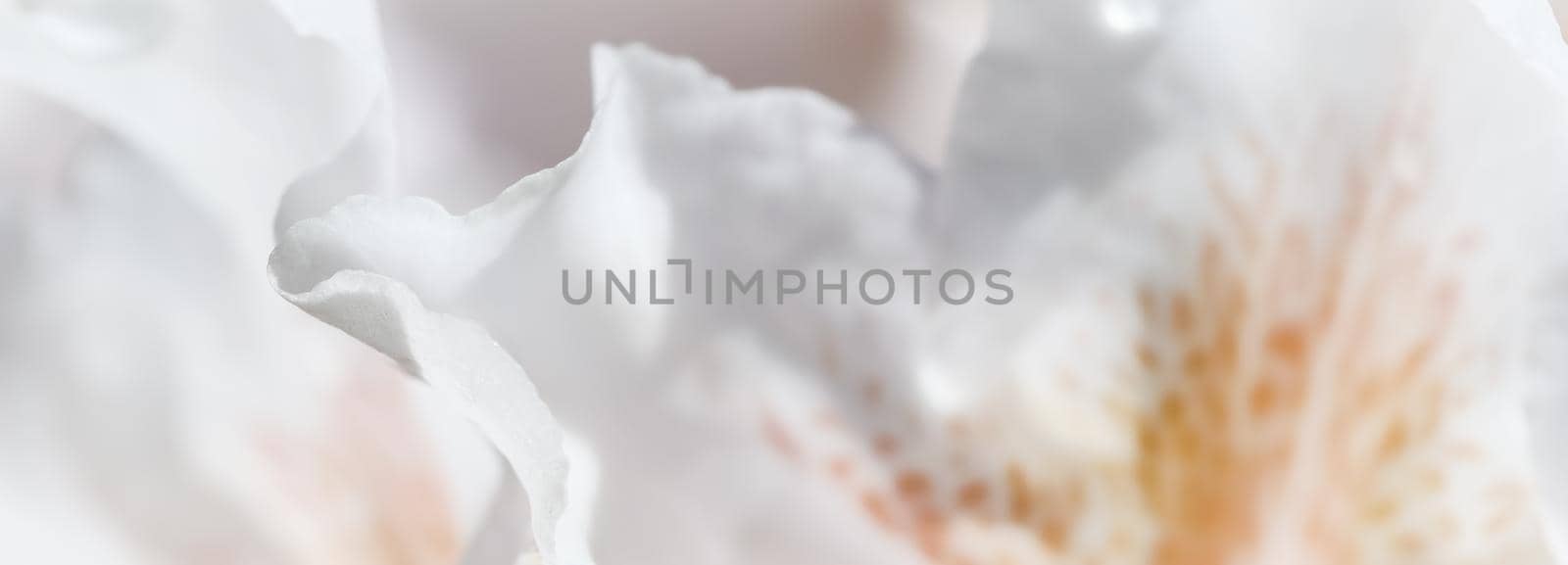 Botanical concept - Soft focus, abstract floral background, white Rhododendron flower petals. Macro flowers backdrop for holiday brand design