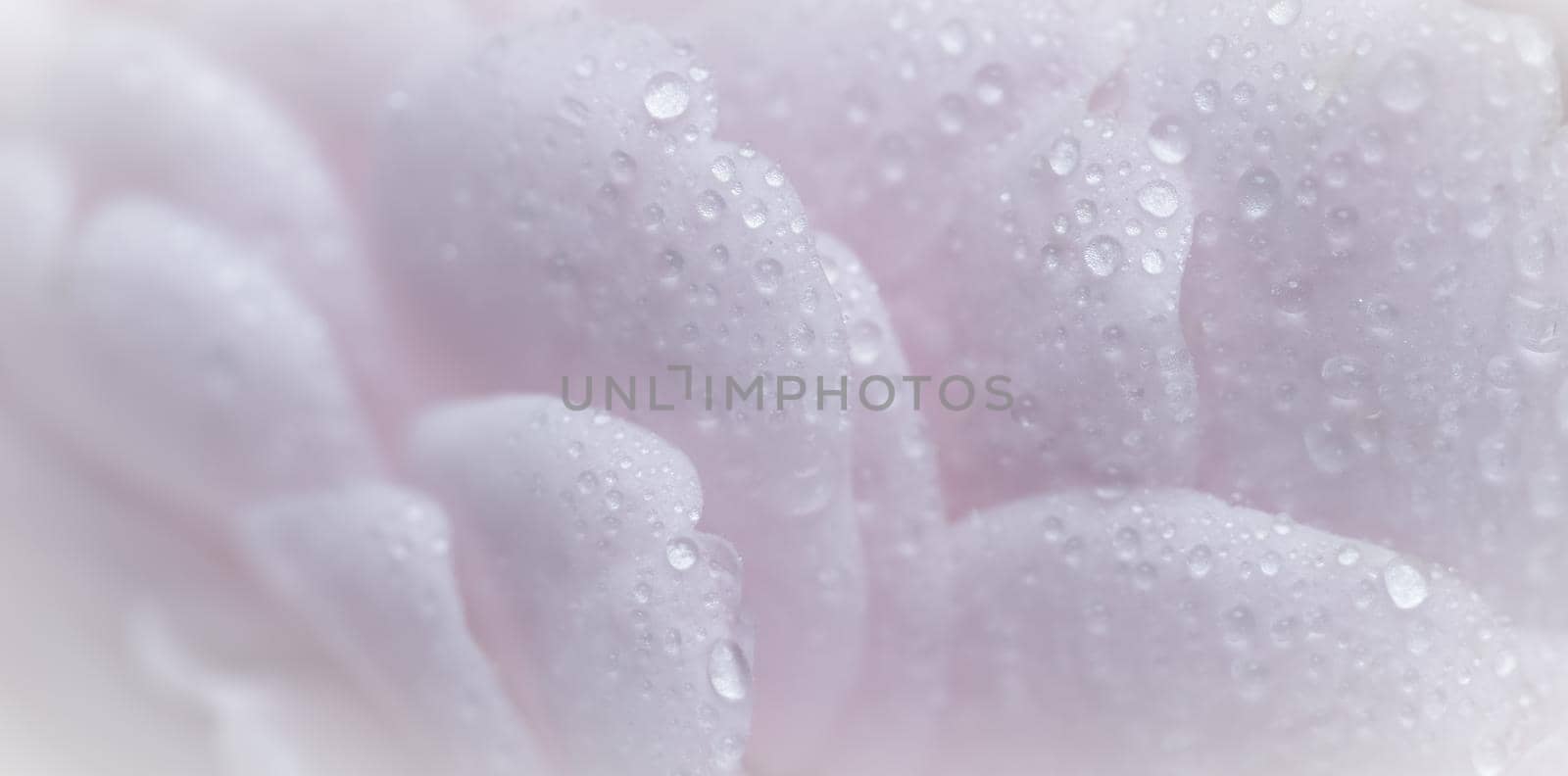 Soft focus, abstract floral background, pink rose flower petals with water drops. Macro flowers backdrop for holiday brand design by Olayola