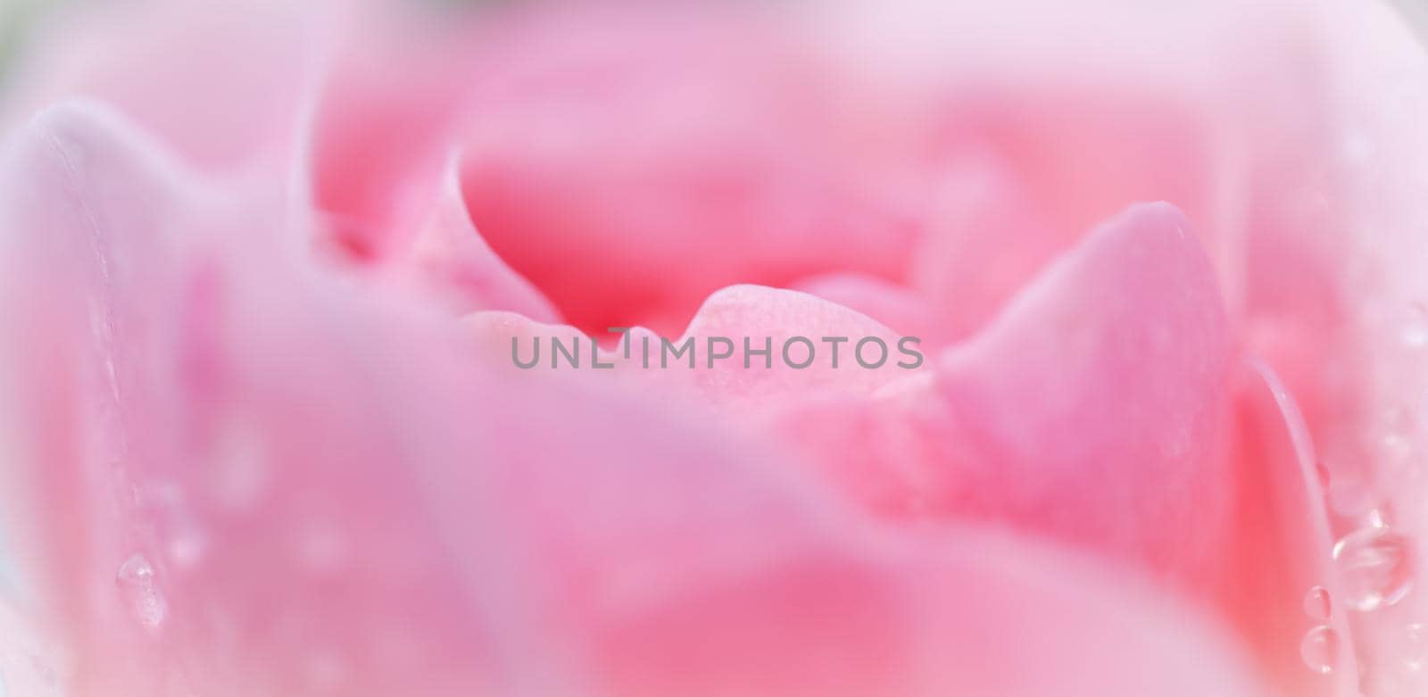 Botanical concept, wedding invitation card - Soft focus, abstract floral background, pink rose flower petals. Macro flowers backdrop for holiday brand design