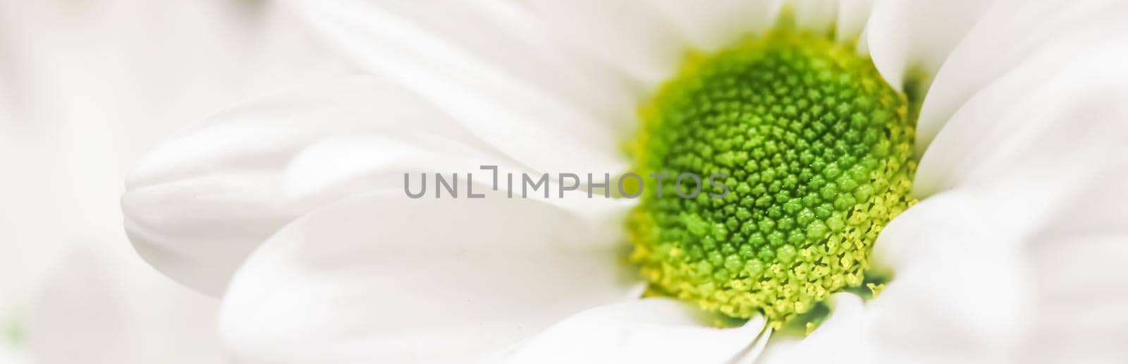 Abstract floral background, white chrysanthemum flower petals. Macro flowers backdrop for holiday brand design by Olayola