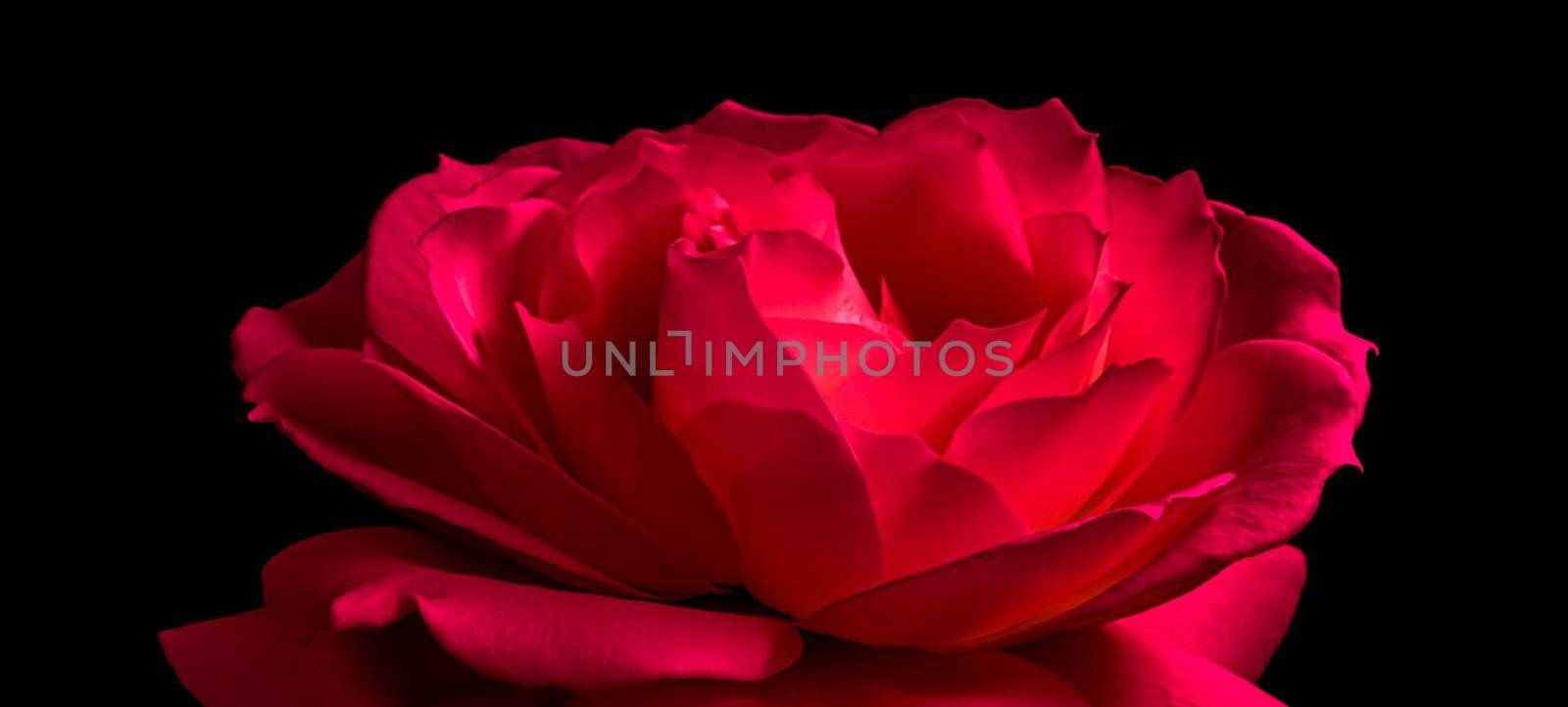Beautiful red rose isolated on black background. Ideal for greeting cards for birthday, Valentine's Day