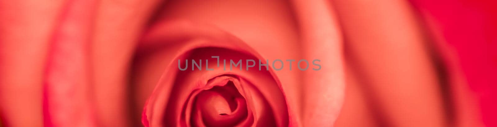 Soft focus, abstract floral background, red rose flower. Macro flowers backdrop for holiday brand design by Olayola